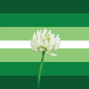 Whiteclovergender – a gender identity in which one's gender is related to white clovers, spring, grass, and the color white.